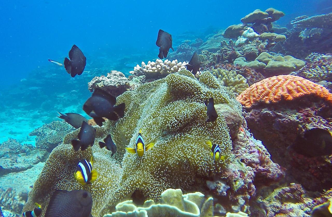 Puri Asu Resort Palau Asu Dış mekan fotoğraf